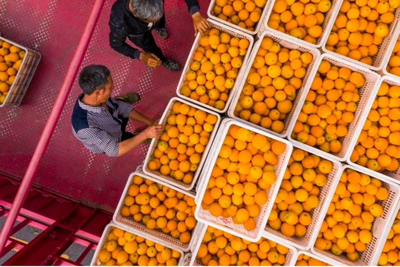 Trung Quốc ngừng nhập khẩu cam Đài Loan